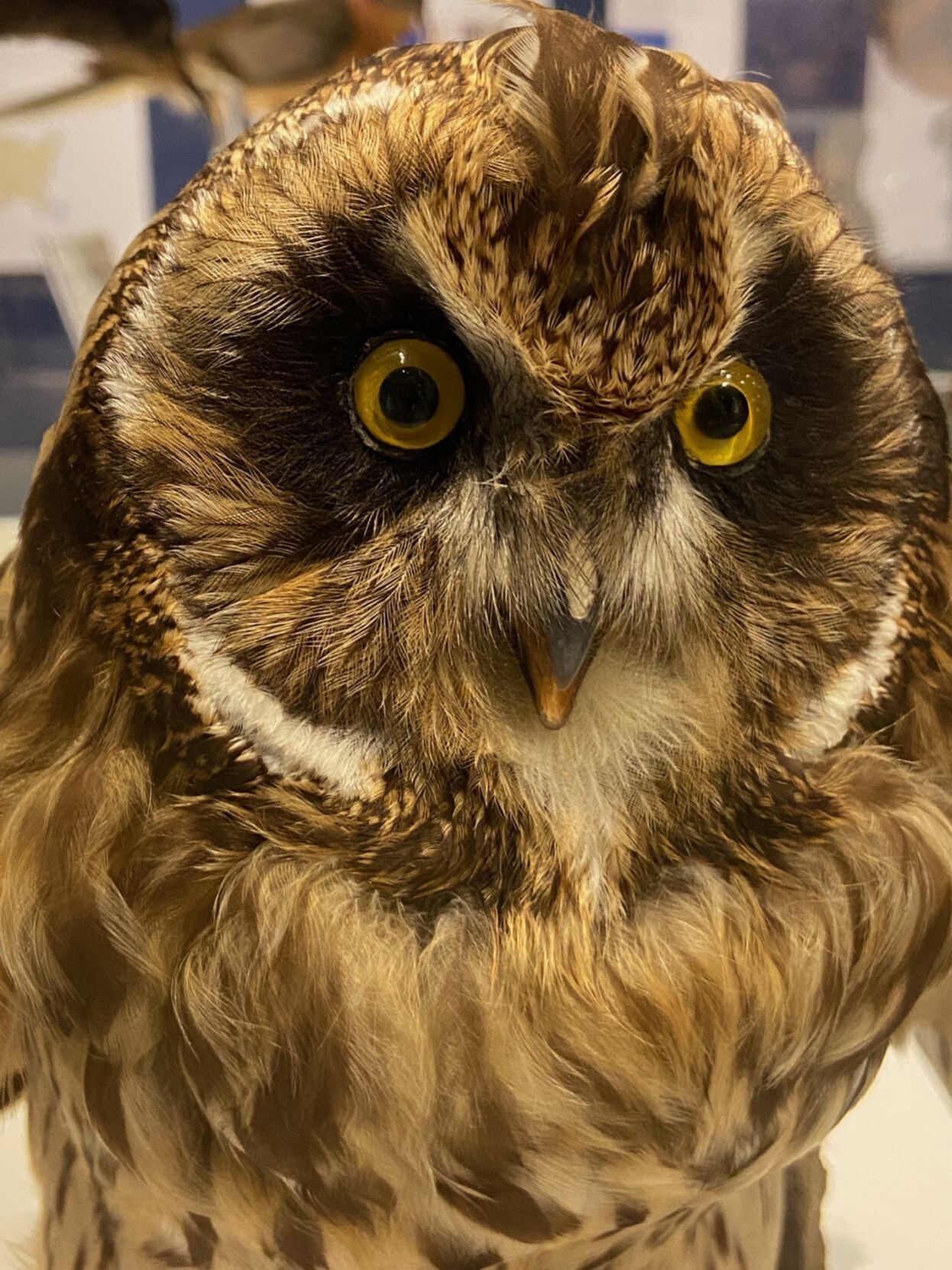 short eared